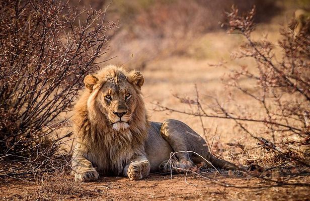 Tsavo East National Park Day Tour From Mombasa With Lunch
