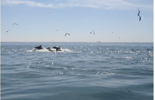 Private Dolphin Tours in St. Augustine, Florida