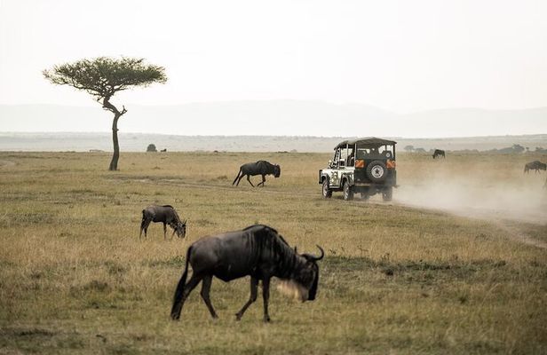Nairobi 3 Day Maasai Mara Group Safari With a 4*4 Vehicle