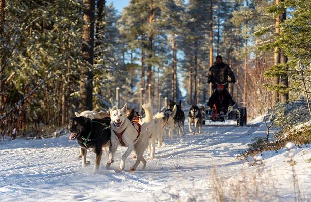 Husky Cart Ride Adventure