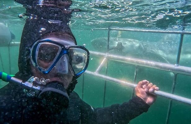CapeTown: Shark Cage Diving Experience with Scuba 