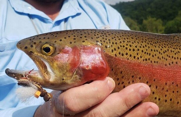 Full Day Guided Fly Fishing Trip Drift Boat