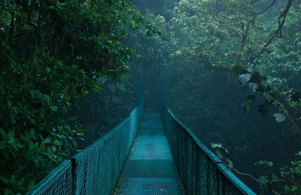 Monteverde Cloud Forest hanging bridges Nature Tour