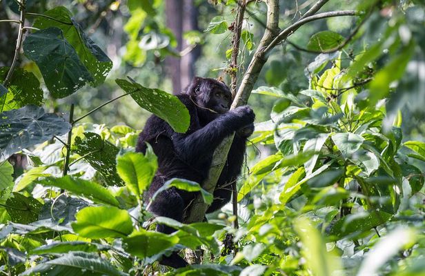 From Kigali: Uganda Gorilla tracking 1-Day & 2 Day Options