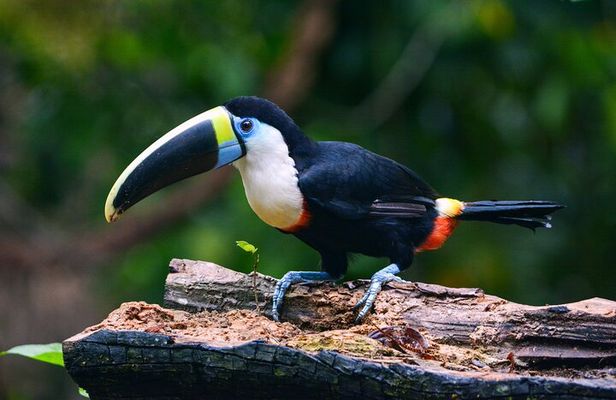 Amazon tours from Cusco (3 days).