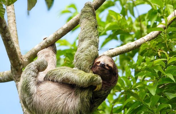 Manuel Antonio National Park Group Tour Wildlife and Beach Day