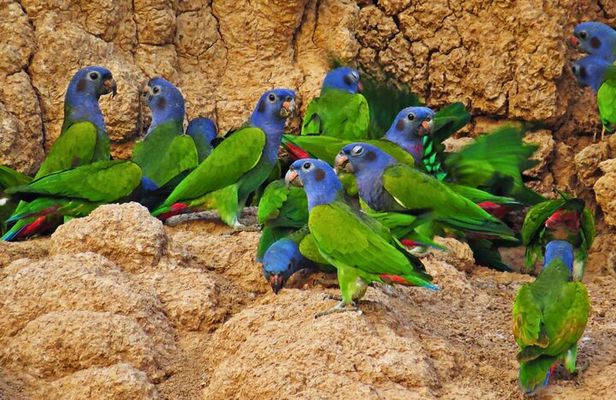 Manu National Park: 3Day Amazon Nature & Wildlife Tour from Cusco