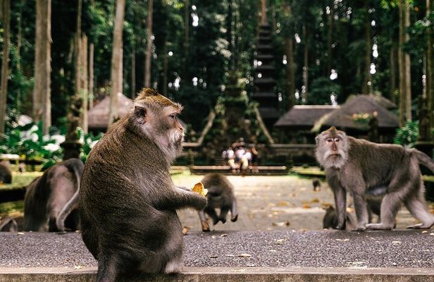 Ubud Highlights Tour: Nature, Culture & Sacred Temple Experience