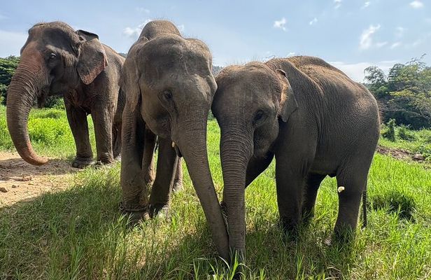 Chiangmai Half Day Visit and Wildlife Experience