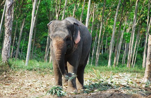 Krabi Elephant Sanctuary and Emerald Pool Adventure