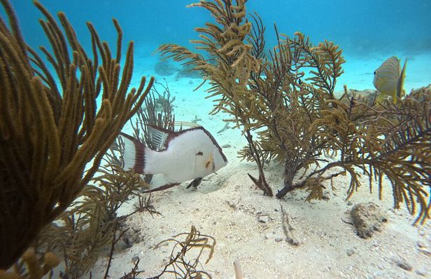 Exceptional Snorkel in two of Belize's Best Marine Parks