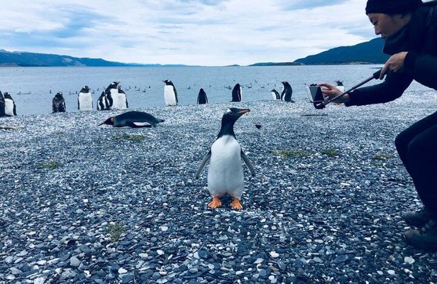 Penguins and Beagle Channel Patagonia Experience