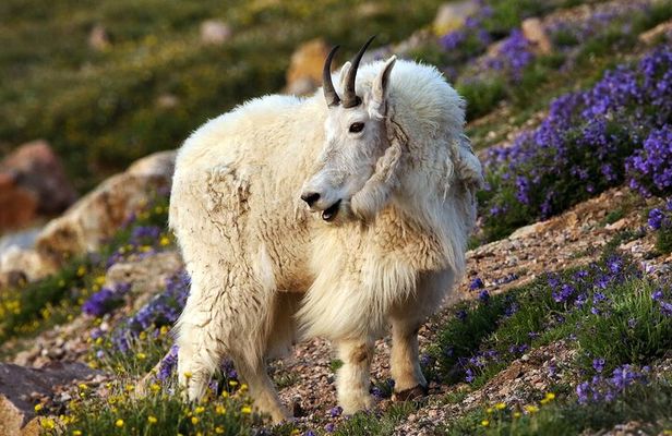 Beartooth Highway Small Group Tour with Wildlife Guide