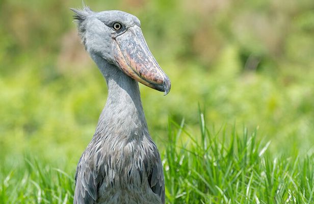 1 Day Best of Mabamba Shoebill Bird Watching Tour in Entebbe