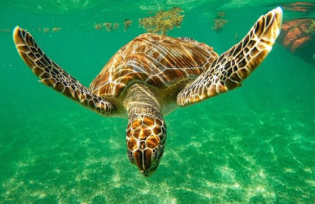 Cenote and Swimming with Turtles Private Tour in Akumal