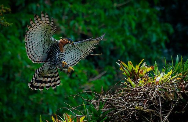 Private Bird Photo Tour with a Professional Bird Photographer