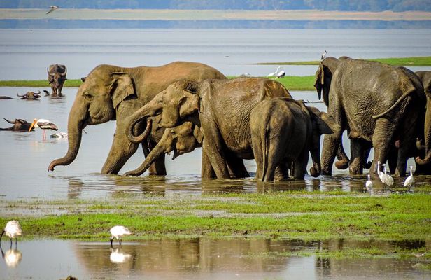 Minneriya Elephant Safari with Driver and Guide