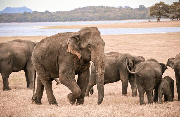 Minneriya Elephant Safari with Driver and Guide