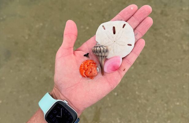 Shell Key Shelling Tour Discover Unique Treasures