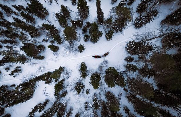 Horseback Ride in Finnish Forest from Rovaniemi