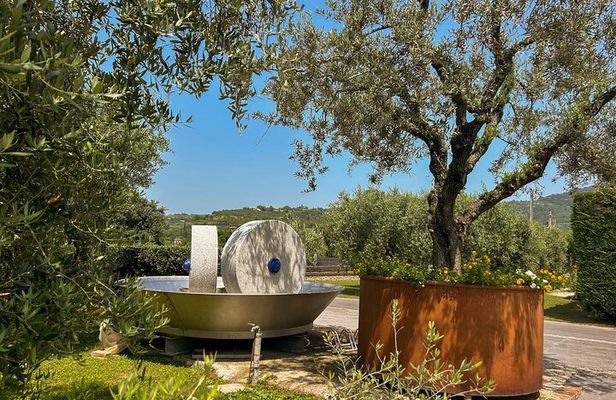 From Padua: Olive Oil & Wine in the Euganean Hills