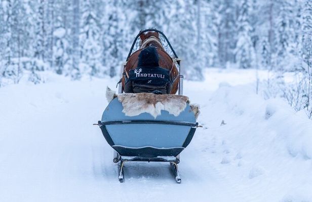 Horse Drawn Sleigh Experience in Finnish Lapland