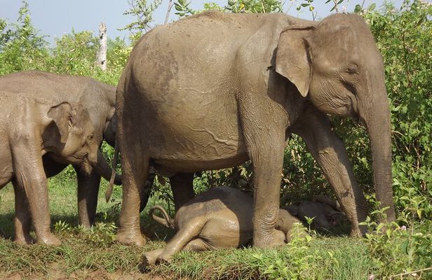 Full Day, Half Day and 4 Hour Safari in Udawalawe