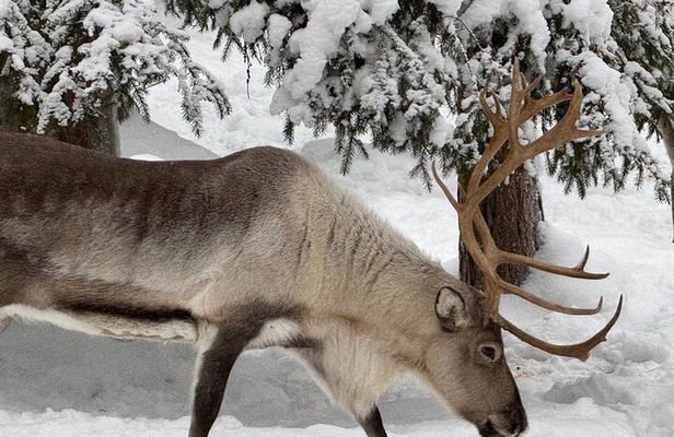 Ranua Arctic Wildlife Park Ticket with Transportation