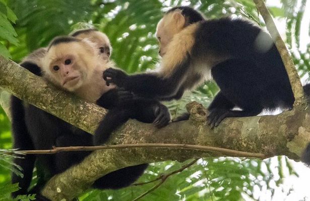 MONKEY PARK Guided Hiking Trails