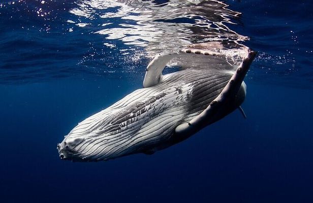 Meet the giants of the seas Semi-private whale trip