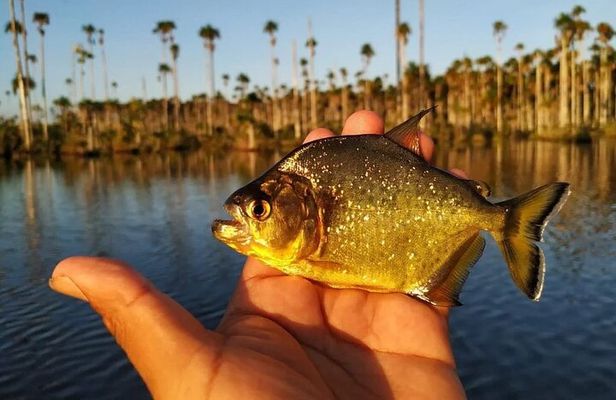 Piranha Fishing on Lake Yacumama