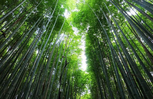 Kyoto Morning Tour with English Speaking Guide