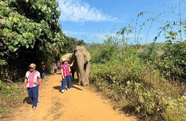 Elephant Care & Bathing Chiang Rai