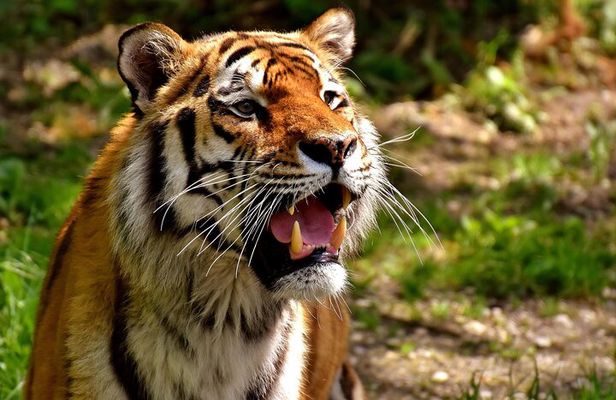 4-Day Ranthambore Tiger Tour from Delhi, Jaipur, Agra with 5 star hotel