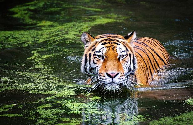 4-Day Ranthambore Tiger Safari Tour to Agra and Jaipur from Delhi