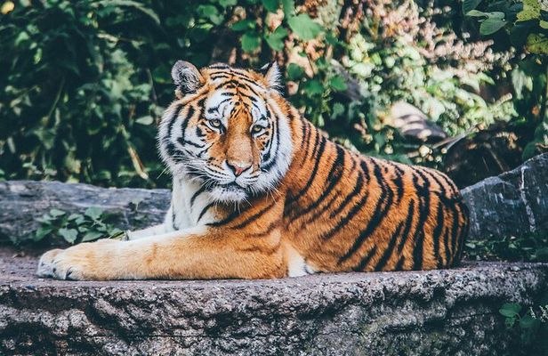 Private 4-Day Ranthambhore Tiger Safari Tour to Agra and Jaipur from Delhi