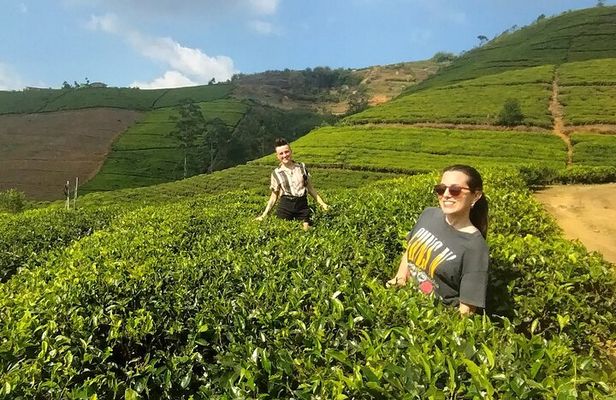 Kandy to Nuwara Eliya Private Day Tour: Tea Factory& Gregory Lake