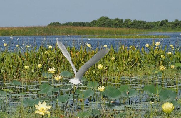 90 Minute Airboat Tour in the Florida Everglades