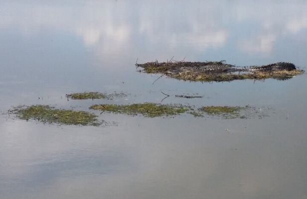 90 Minute Airboat Tour in the Florida Everglades