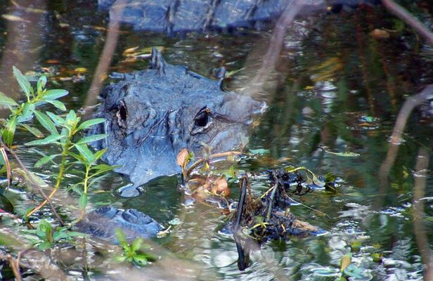 1 Hour Sunset Airboat Tour