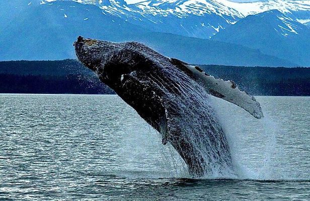 4-Hour Wildlife and Coastal Tour in Juneau, Alaska