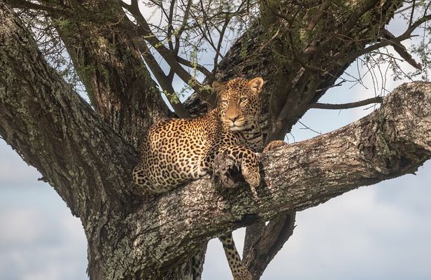 3 Day Serengeti and Ngorongoro Crater Wildlife Safari