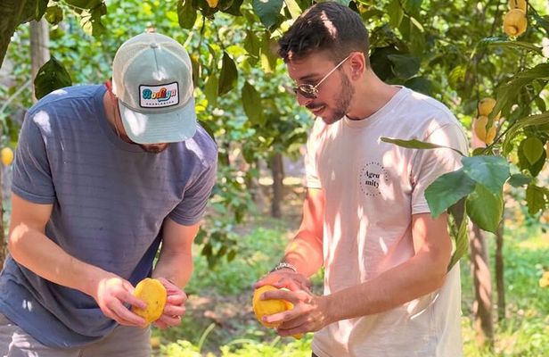 Sorrento Lemon Tour & Limoncello Tasting