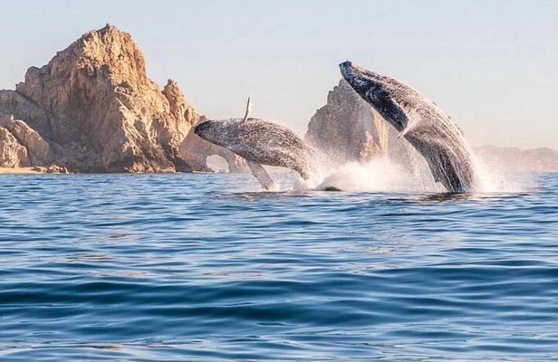 Whale Watching Tour with Arch and Beach in Cabo San Lucas