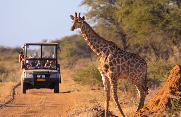 Kruger National Park 5-Day Shared Tour with Transportation