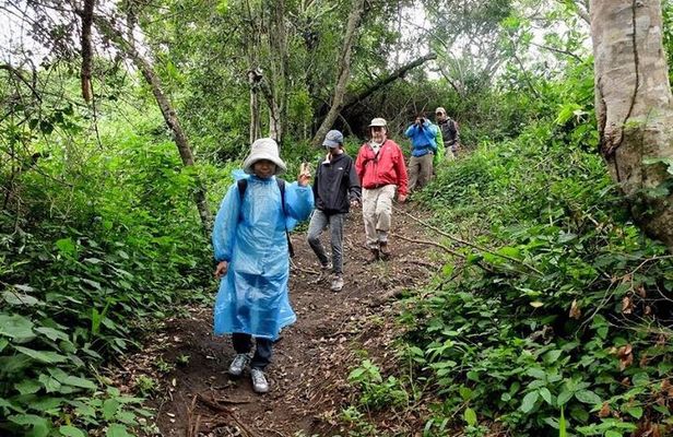 5-Day Gorilla Tour and Chimpanzee Tracking in Uganda