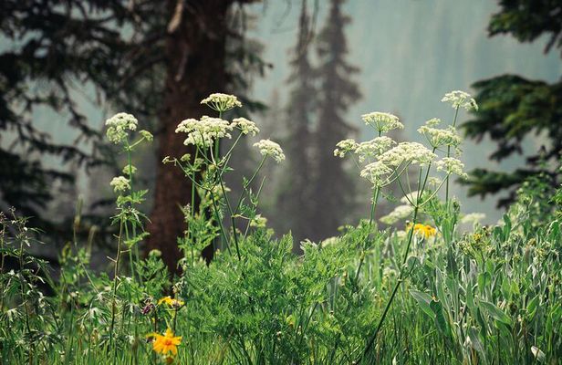 La Plata Canyon Jeep Tour in Colorado
