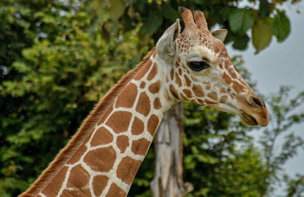 Safari Tour in Ponderosa Costa Rica