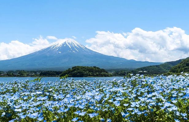 Mount Fuji Day Trip Around Lake Kawaguchiko