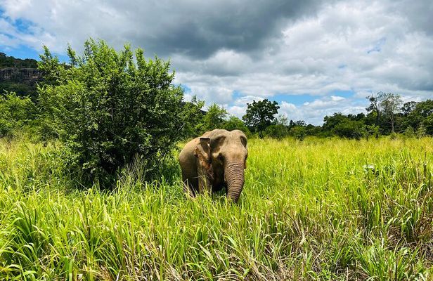 Minneriya National Park Elephant Safari Tour